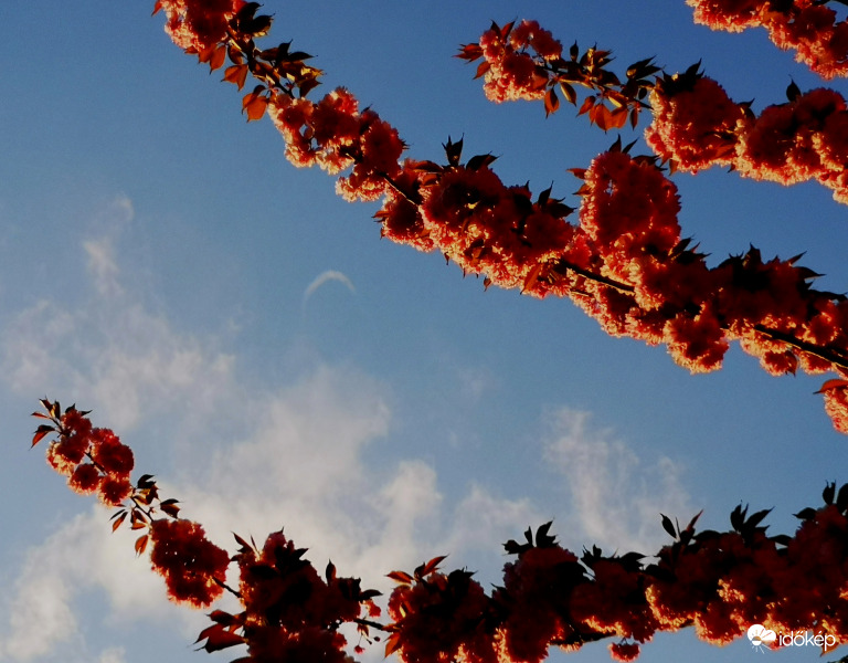 Patkóörvény a Japán díszcseresznye virágai között 