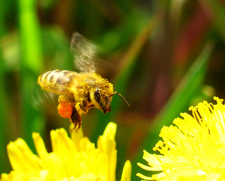 Vakrepülés nehezékekkel