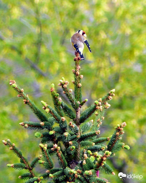 Tűlevelűn tollászkodó tengelic