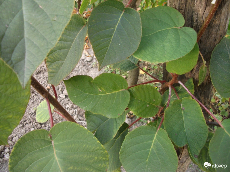 Oriental Delight kiwi