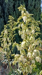 Bajna