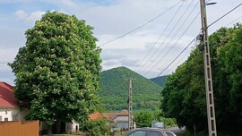 Bajna