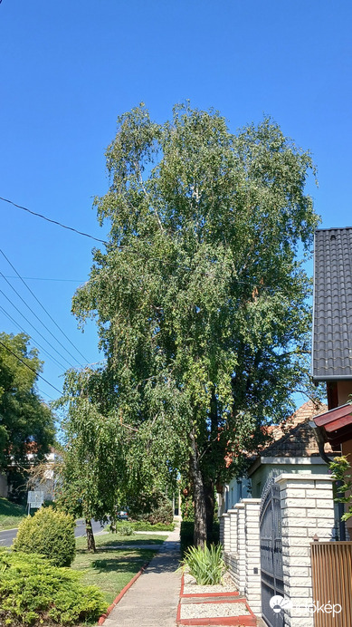 Bajna