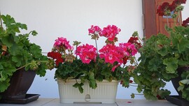 Bajna