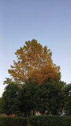 Bajna