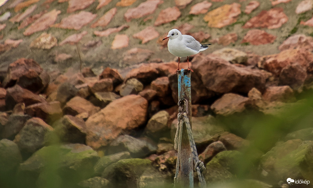 Várakozó álláspont