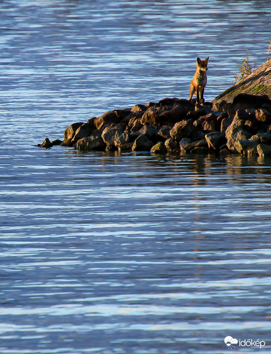 Kis Vuk gondolkodóban