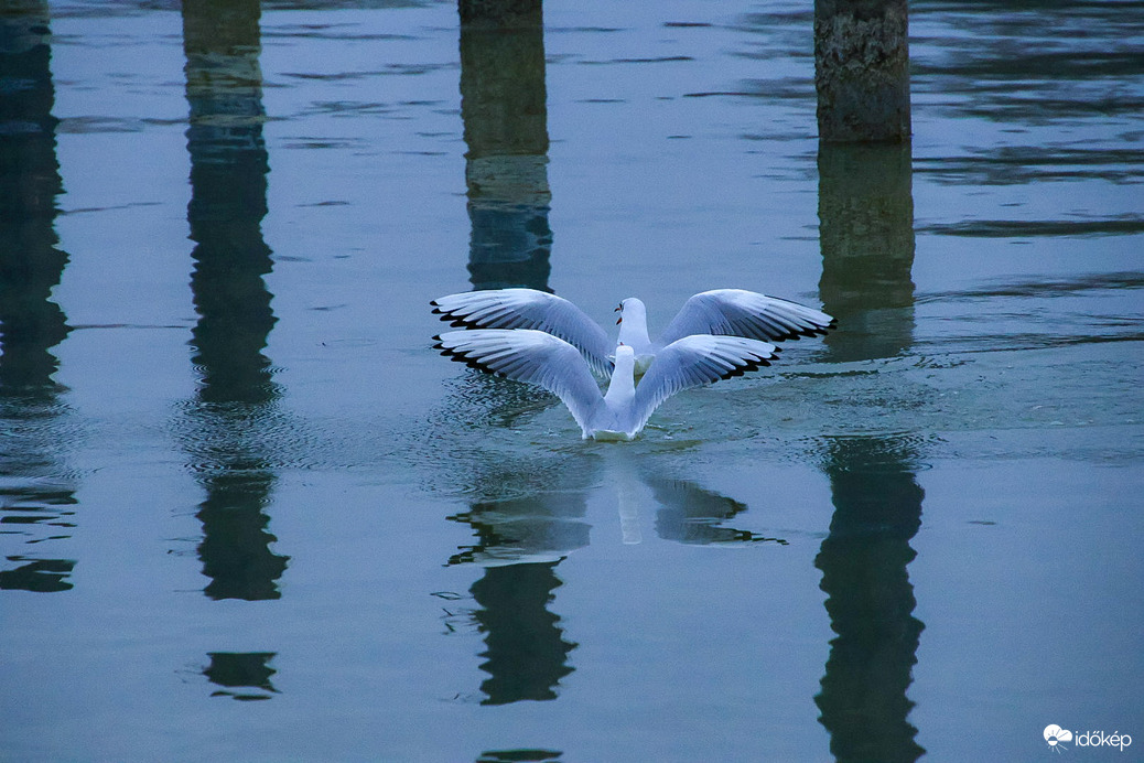 ‘Szinkronúszók’