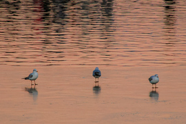 Őket már elbírja a jég