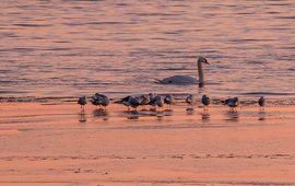 Rózsaszínben ringatózva