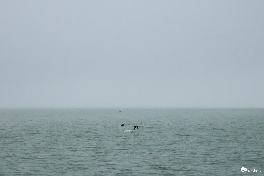 Fekete és fehér találkozása a szürke reggelben