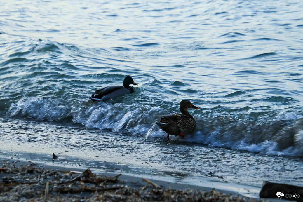 Fonyódi hullámlovasok
