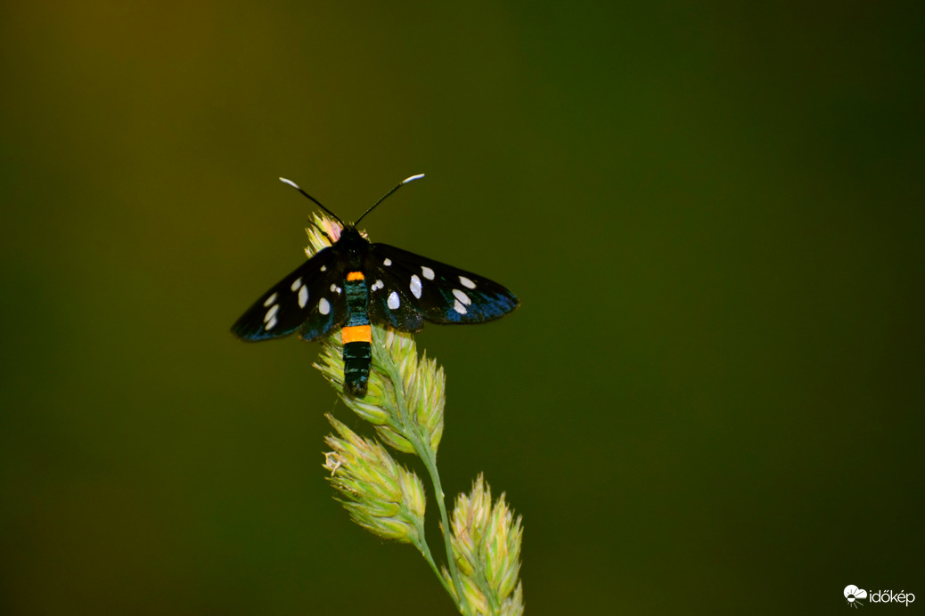  Fehérpettyes álcsüngőlepke 