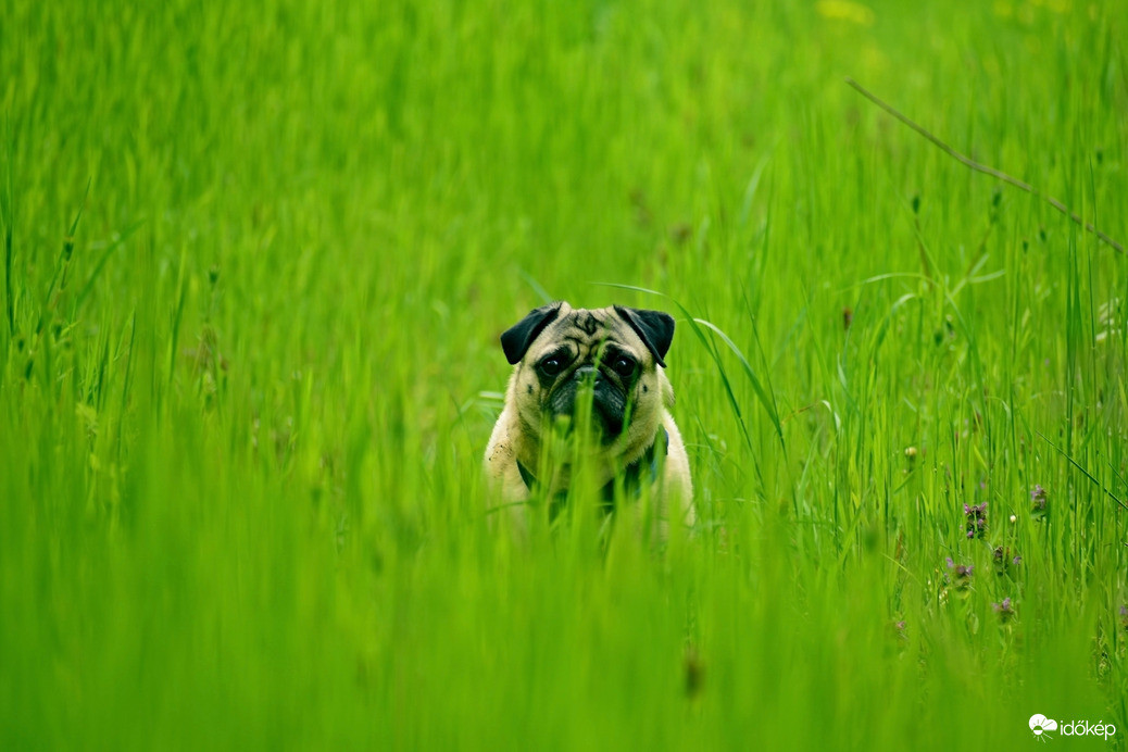 Mopi ül a fűben