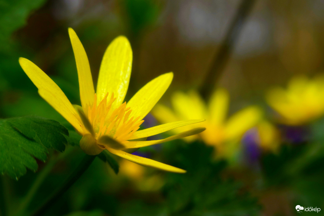 Sárga erdei szőnyeg