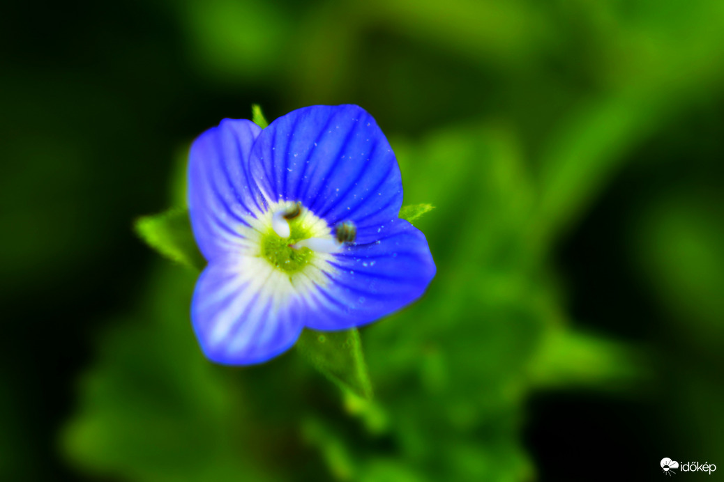 Borostyánlevelű veronika