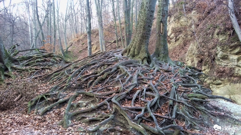 Kötődések