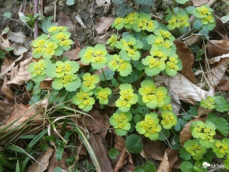 Tavaszi virág az erdőben