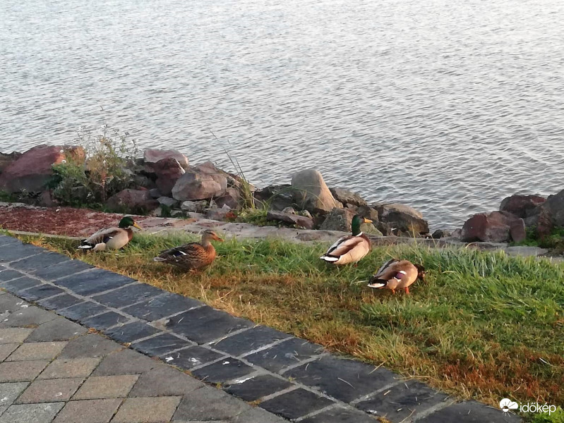 Reggeli napfürdőzés