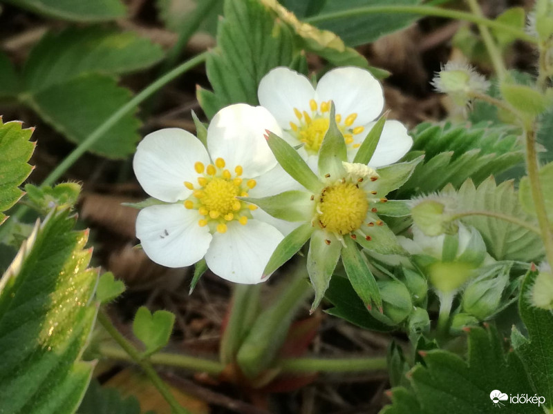 Erdei szamóca virága