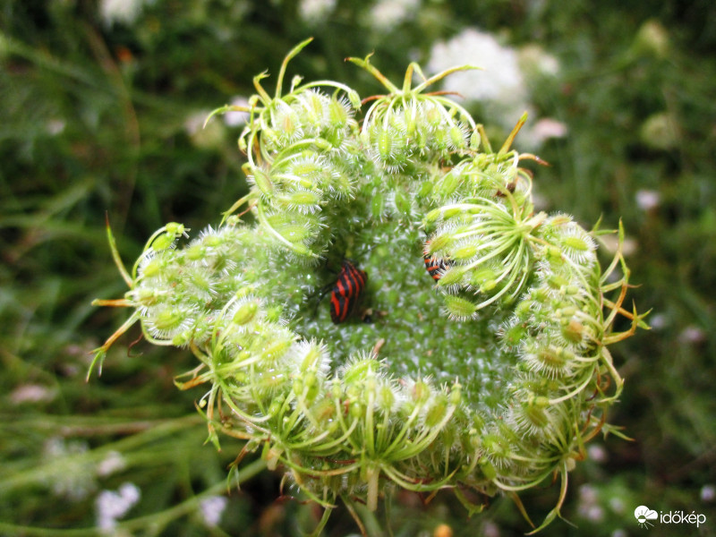 Csíkosok a murokban