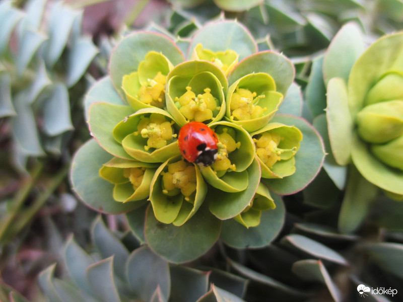 Napfürdőző hétpettyes