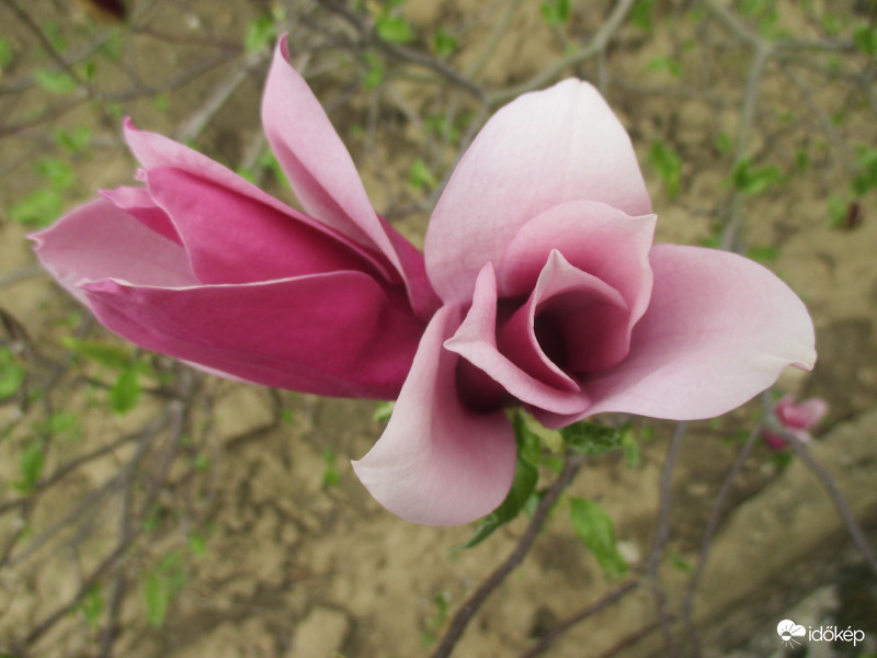 Magnólia a tavaszi szépség