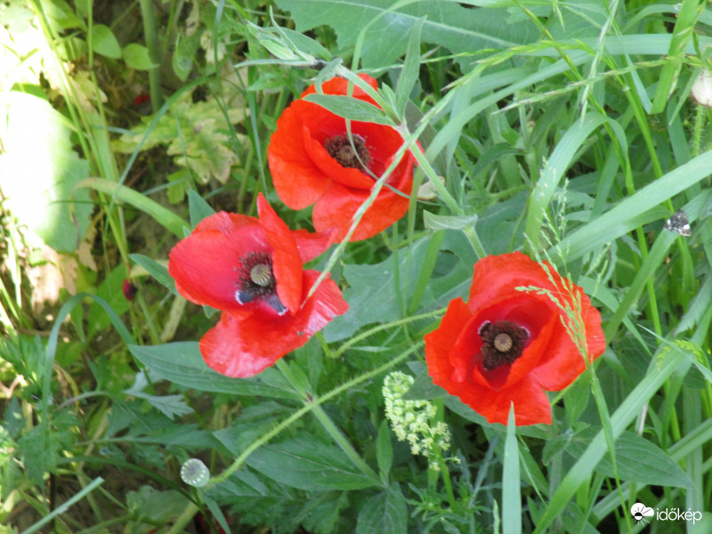 Három szépség az útszélen