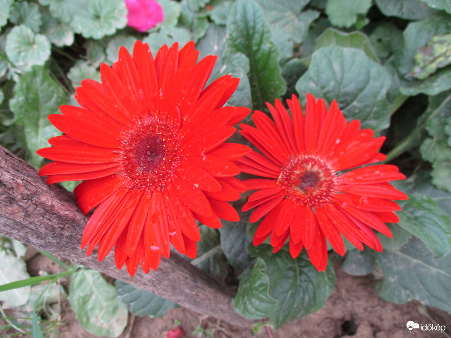 Gerbera