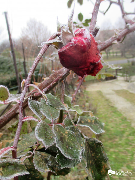 Száraz,deres és így is gyönyörű