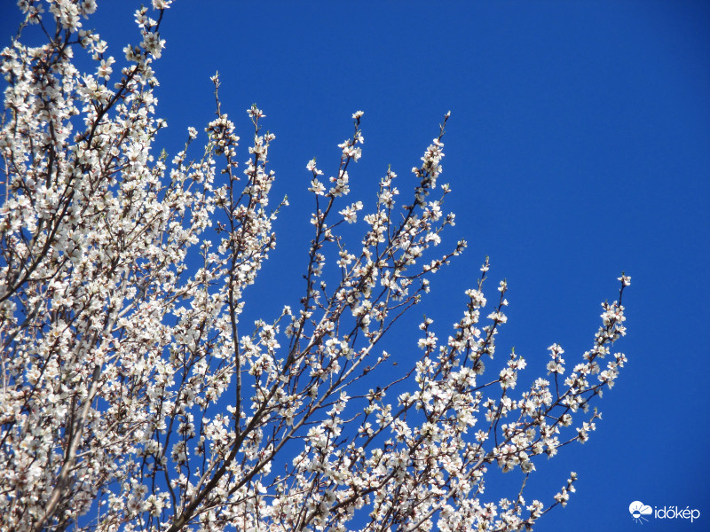 Mandulafám virágzik