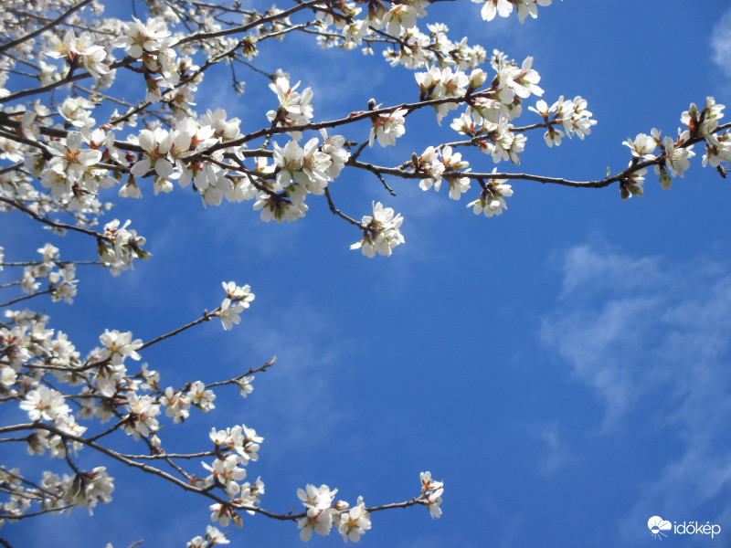 Mandulavirágok a tegnapi napsütésben
