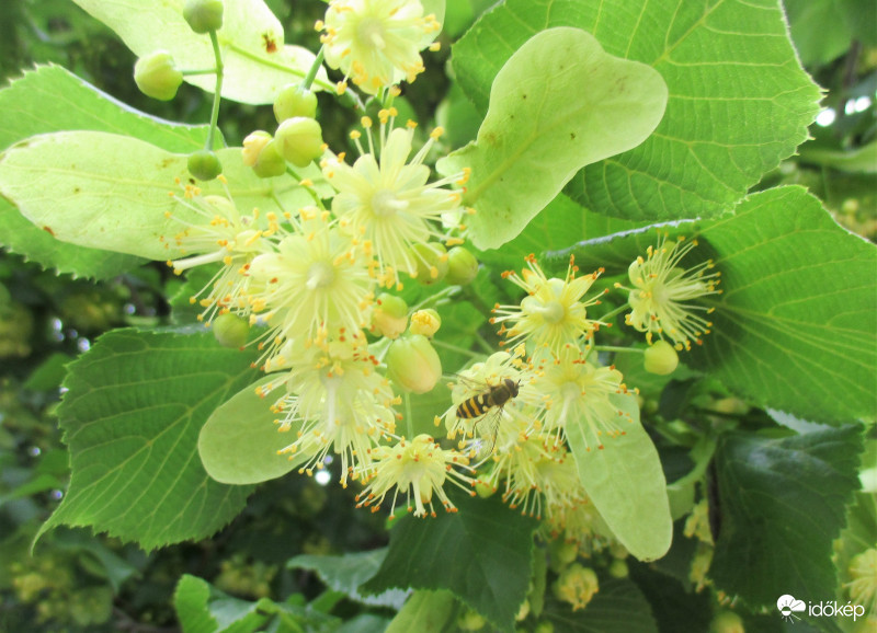 Gyűjtögető a hársfa virágán