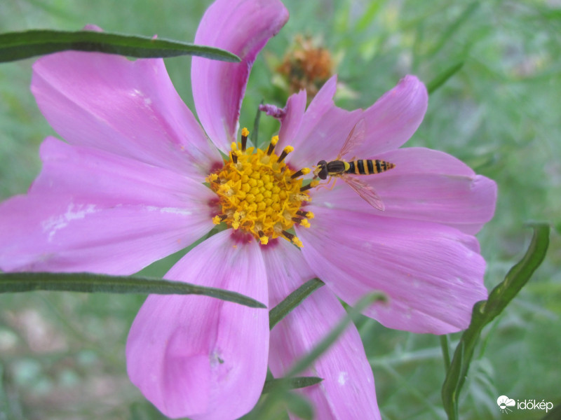 Vendégségben a pillangóvirágon