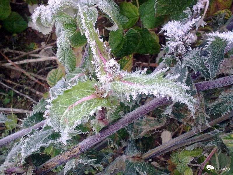 Reggeli fagyos - deres 