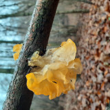 Aranyos rezgőgomba (Tremella mesenterica)