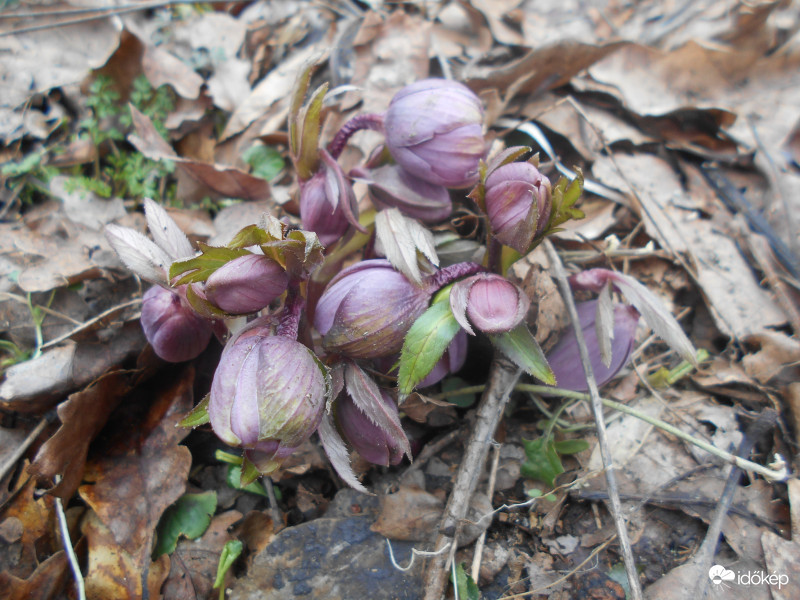 Pirosló hunyor "csokor"