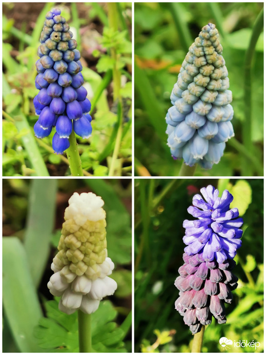 Fürtös gyöngyikéim...