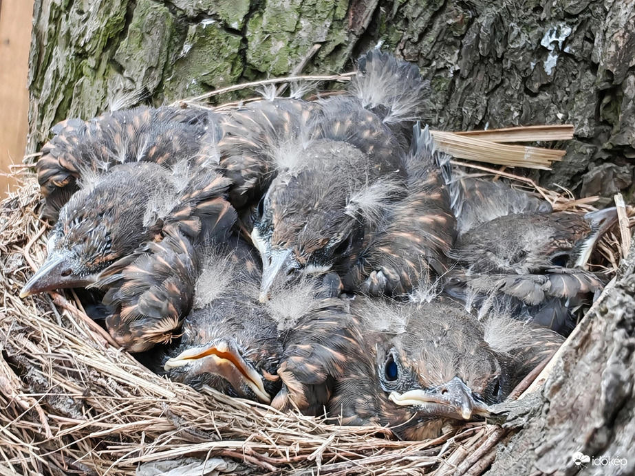 Természet