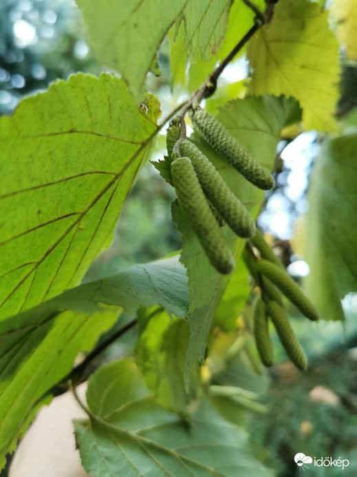 Őszi mogyoróvirág...