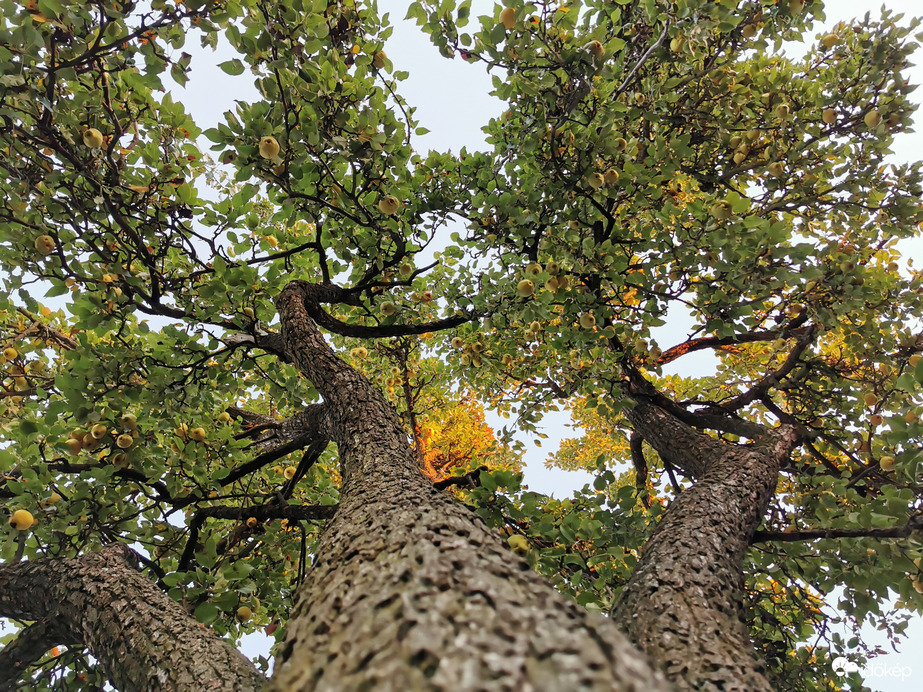 Még mindig tele van körtével a kb. nyolcvanéves körtefánk...