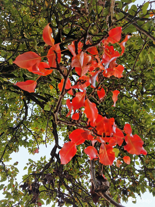 Egy ág őszi színbe öltözött a körtefán...