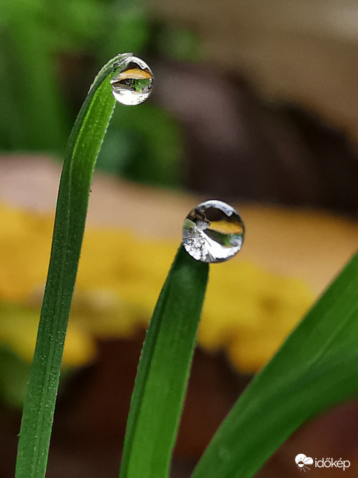 Harmatcseppek...