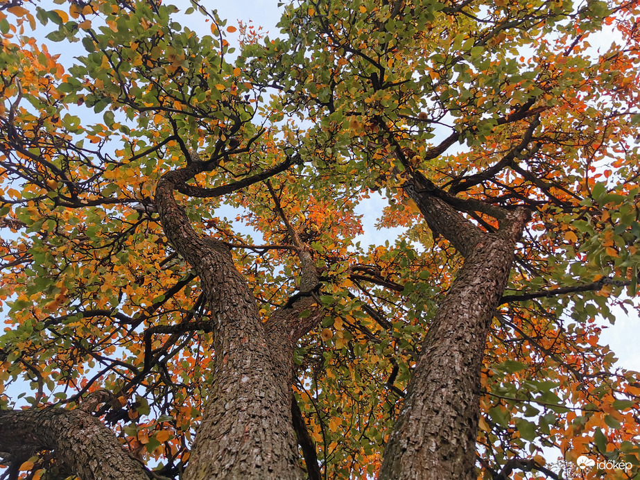 Lassan őszi színekbe öltözik a körtefánk is...