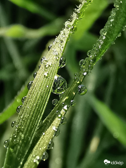 Reggeli harmatos...