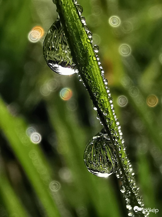 Harmatcseppes...