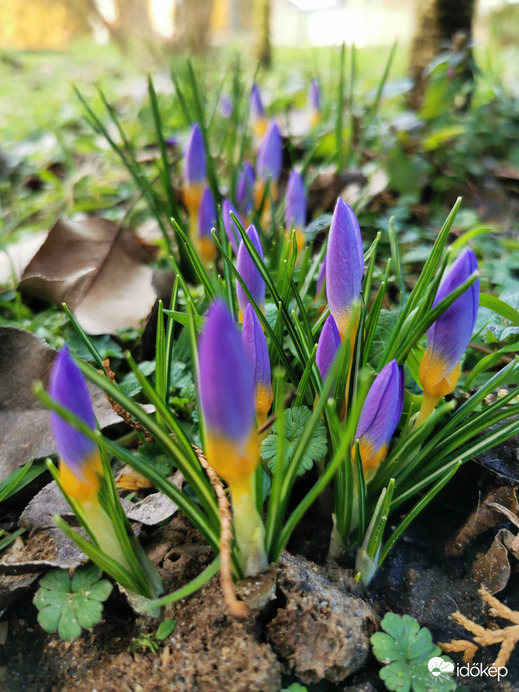 Krókuszos végtelen...