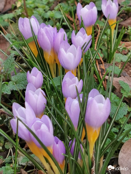 Krókuszok...