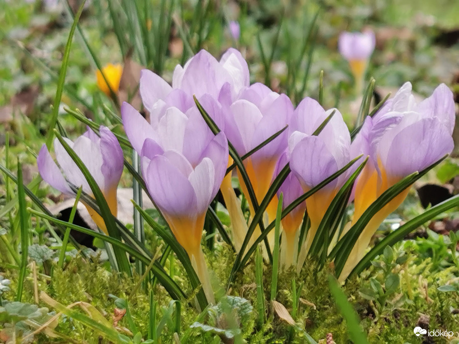 Krókuszok...