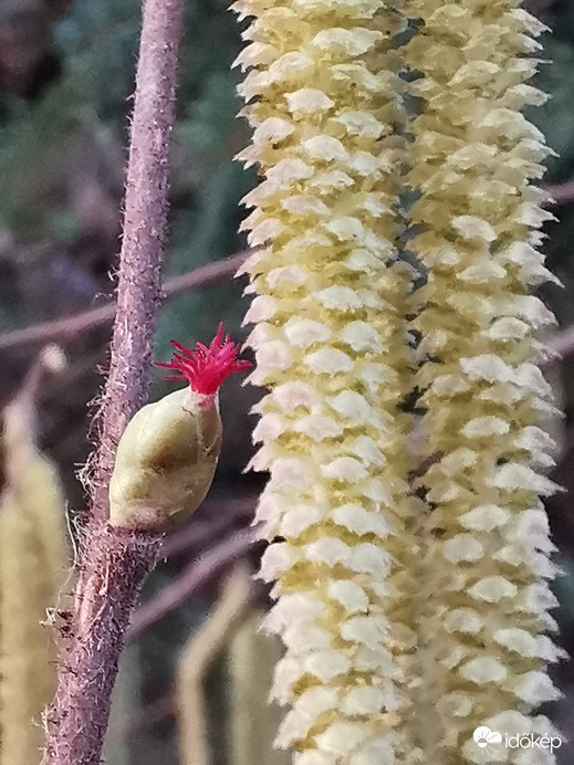 Mogyoróbokor virágai